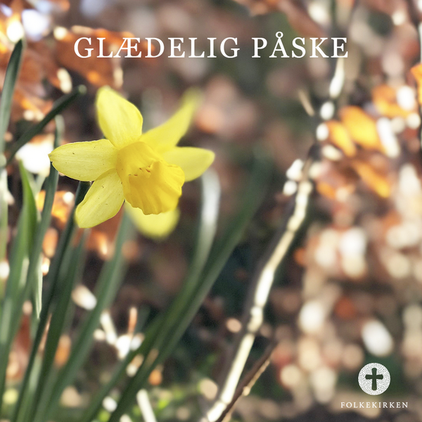 Påskelilje i skovbunden